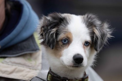 USAC-CX-Natls-Day-1-428